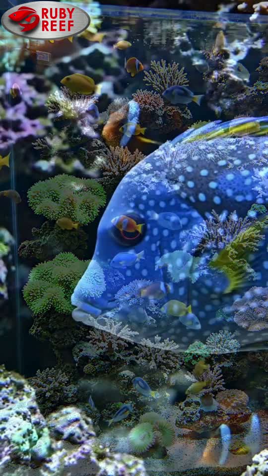 Ruby Reef: from panic to a thriving tank video cover