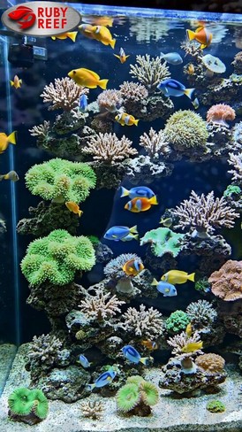 A healthy colorful reef aquarium at the opening of the Ruby Reef film